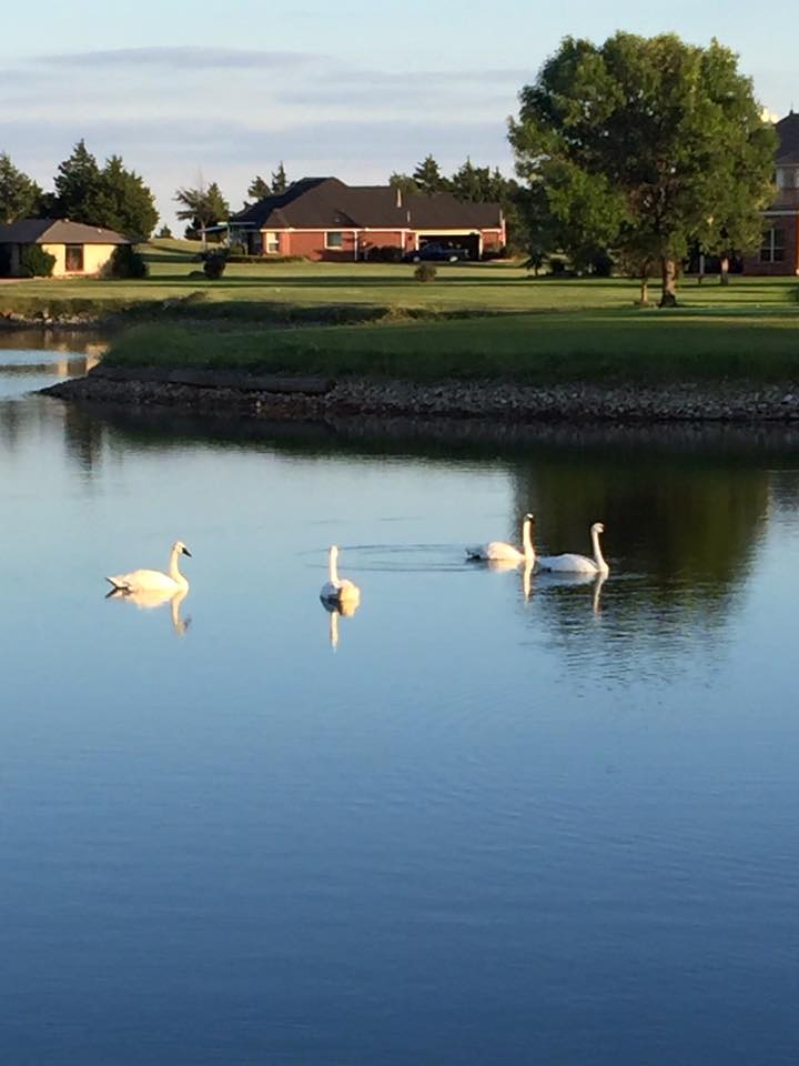 swans on pond - kim hamilton